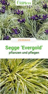 Segge Evergold Lichtblick Im Halbschatten In 2020 Ziergras Pflanzen Gras