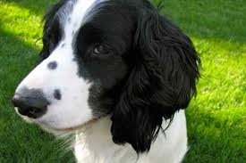 Check spelling or type a new query. Why Does My Springer Spaniel Smell So Bad Embora Pets