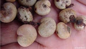 Image result for Eugenia natalitia