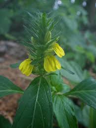 Image result for Justicia flava