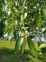 Image result for Ozoroa