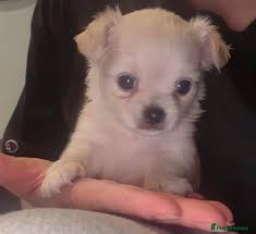 Brown and black Chihuahua puppies for sale