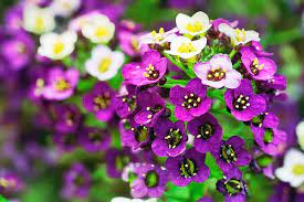How To Grow Sweet Alyssum Lobularia Maritima Gardener S Path Alyssum Alyssum Flowers Fragrant Flowers
