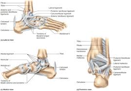 Type Of Joint Found In The Knee And Elbow Koibana Info Body Joints Synovial Joint Joints Anatomy