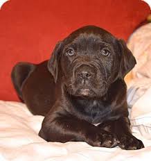 The goal was to combine these two highly popular. Huntsville Al Labrador Retriever Bulldog Mix Meet Henry Wrinkler A Puppy For Adoption Puppy Adoption Labrador Retriever Dog Lovers