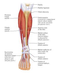 muscles of the lower leg diagram muscles of the lower leg