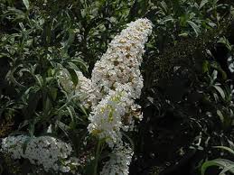 Image result for buddleia davidii