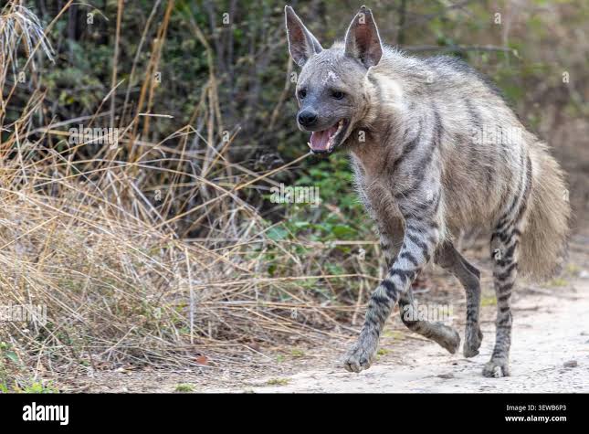Hyena india hi-res stock photography and images - Alamy
