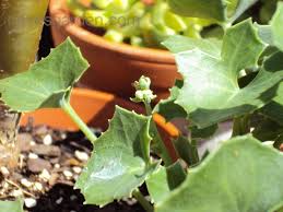 Image result for Senecio oxyriifolius