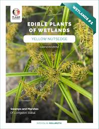 Image result for Cyperus esculentus