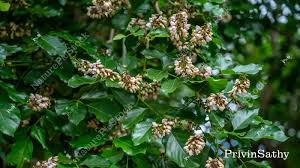 Image result for Millettia pinnata