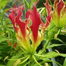 Image result for Moraea carsonii