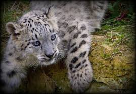 Squee Leopard Cub Daily Squee Cute Animals Cute Baby Animals Cute Animal Pictures Animal Gifs Gif Animals Valitse laajasta valikoimasta samankaltaisia kohtauksia. squee leopard cub daily squee cute
