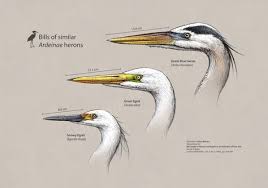 Tall Grey Bird With Black And White Head Ardeidae Heron Heads By Missnysha Deviantart Com On Deviantart Heron Art Heron Illustration Heron