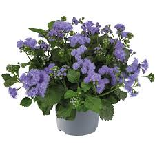 Image result for Ageratum houstonianum