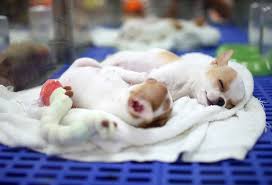 There are no more wild grizzly bears in california. California Becomes First State To Ban Retail Sale Of Companion Animals Saving Earth Encyclopedia Britannica