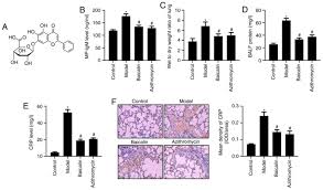 46,334 likes · 145 talking about this. Baicalin Relieves Em Mycoplasma Pneumoniae Em Infection Induced Lung Injury Through Regulating Microrna 221 To Inhibit The Tlr4 Nf Kb Signaling Pathway