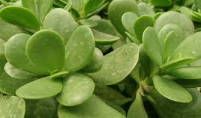 Image result for Senecio letouzeyanus