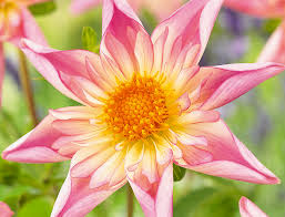 Check out the latest pics of brandon flowers the group notched their first no. Stunning New Flowers For 2020 The English Garden
