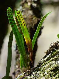 Image result for Lepisorus