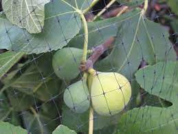 Drape this light weight netting over fruit trees, vegetable beds or grape vines to protect from pesky birds. Bird And Squirrel Netting Made Easy Gardening In La
