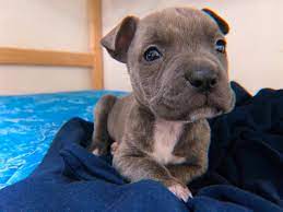Anda bisa langsung melihat banyak ulasan tentang anjing pitbull yang ada di pitbullpuppies.org. American Pit Bull Terrier Puppies For Sale San Diego Ca 347337