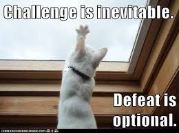 Challenge Is Inevitable Defeat Is Optional Cats And Kittens Animal Memes Funny Cats