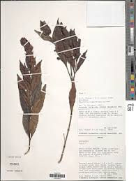 Image result for Pouchetia baumanniana