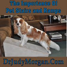 Ramps And Stairs Are Important To Keep Judy Morgan D V M Pet Safe Pet Stairs Pets