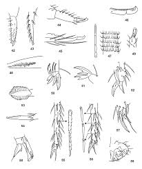 42. Mucrón de Archisotoma con dos expansiones laterales en la base (de...