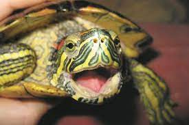 Вся правда о красноухих черепахах - МК