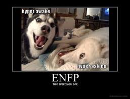 Pin By Chelsa Flanary On Fun And Quirky Hyper Dog Husky Funny Funny Dog Pictures