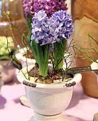 Ma i fiori arrivano solo se la primavera è stata abbastanza calda e soleggiata. Profumati Fiori Primaverili Qui Potrete Conoscere I Fiori