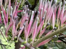 Image result for Tapinanthus