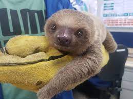Rescate wildlife rescue cr 9,168 views. Rescatan Perezoso Bebe Aferrado A Su Madre Que Fue Arrollada Por Un Vehiculo