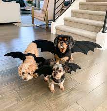 No Sew Diy Dragon Dog Costume And Daenerys Targaryen Just A Tina Bit Cute Dog Halloween Costumes Dog Halloween Costumes Funny Diy Dog Costumes