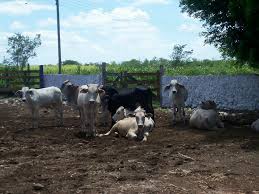 El rancho esta ubicado cerca de guadalajara, en tlajomulco de zuñiga. Rancho Los Tres Potrillos Mapio Net