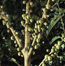 Image result for Ficus ottoniifolia