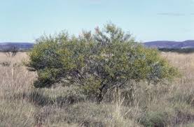 Image result for Dictyophleba