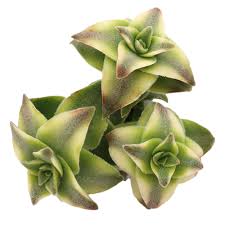 Image result for Crassula vaginata