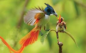 Animal Flycatcher Animal Bird Asian Paradise Flycatcher Colorful Branch Baby Animal Wallpaper Beautiful Birds Animals Pet Birds