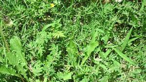 Maybe you would like to learn more about one of these? Are Your Lawn Weeds Taking Over Fight Smarter To Win