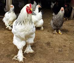 20 Real Life Funny Chicken Stories Hobby Farms Sociable serama chickens help keep things ticking at little farmer me. hobby farms