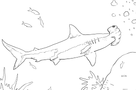 White Shark With Power Great Coloring Pages For Kids Exx Printable Sharks Coloring Pages For Kids Shark Coloring Pages White Sharks Shark