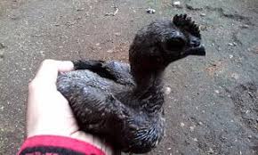 Harga Jual Ayam Cemani Bulan Februari 2016 Ternak Ayam