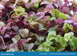 Image result for Plectranthus verticillatus