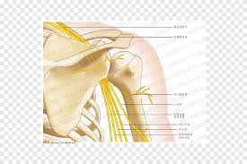 Learn vocabulary, terms and more with flashcards, games and other study tools. Shoulder Muscle Human Anatomy Bone Arm Text People Png Pngegg