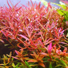 Image result for Rotala capensis