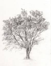 Dendrites Vine And Ivy Com Jacaranda Tree Tree Drawing Tree Sketches