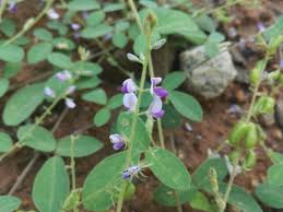 Image result for Pycnospora